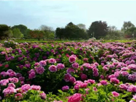 牡丹綻妍 譜寫新篇——中集攪拌邀您共赴洛陽春日盛宴